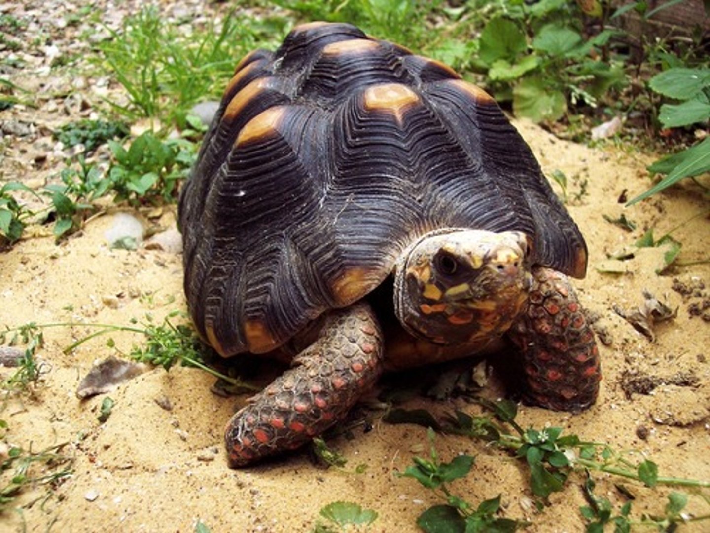 knowt flashcard image