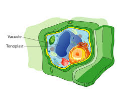 <p>Vesicle</p>