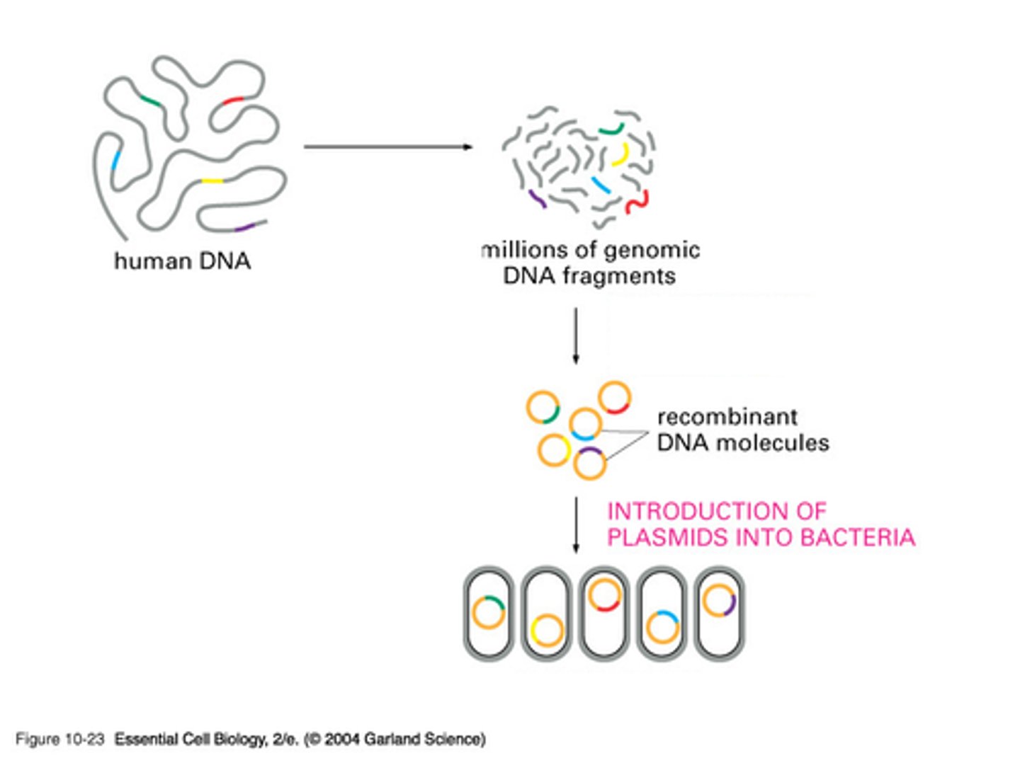 <p>Gene, Transcription, RNA Processing, Translation and Post translation events</p>