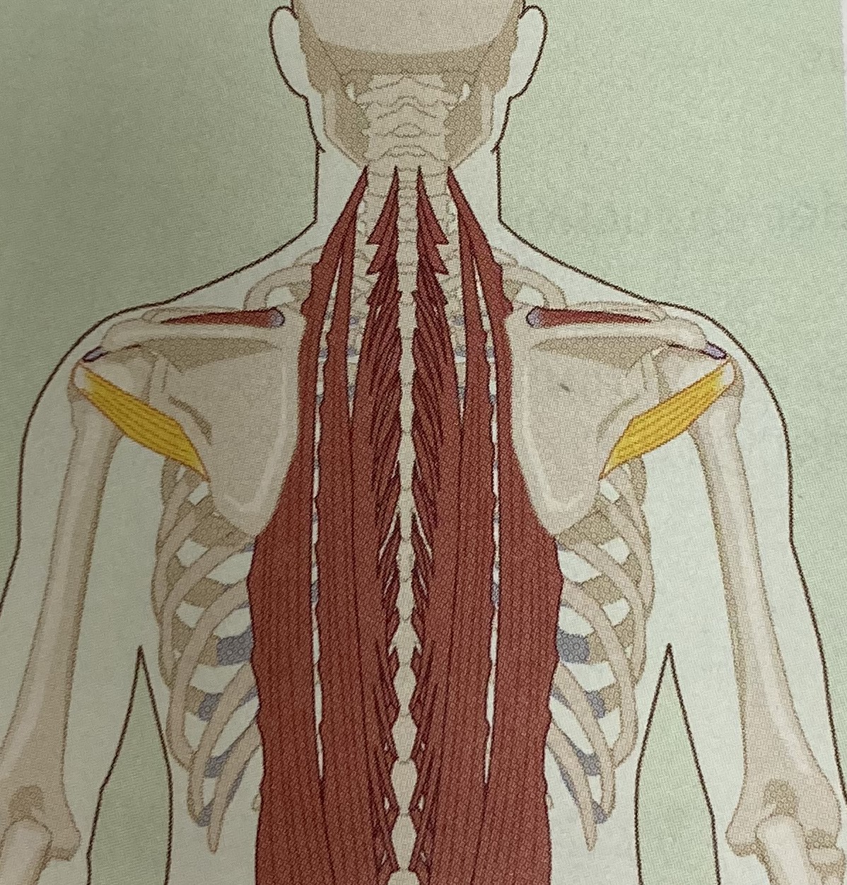 <ul><li><p>category: rotator cuff</p></li><li><p>origin: scapula</p></li><li><p>insertion: humerus</p></li><li><p>isolated function: concentric shoulder external rotation</p></li><li><p>integrated function: eccentric shoulder internal rotation</p></li><li><p>stabilizes the shoulder girdle</p></li></ul><p></p>