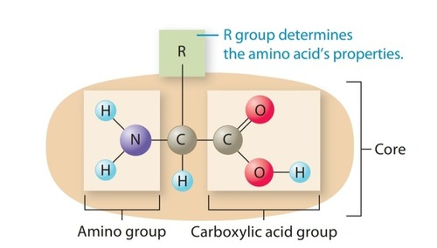 <p>Building block of proteins</p>