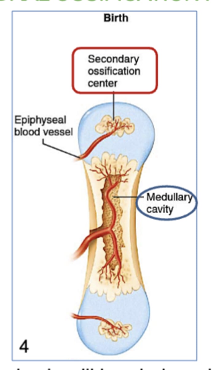 <p>4) Osteoclasts create the medullary cavity; blood vessels bring osteoblasts to form spongy bone and the secondary ossification centers</p>