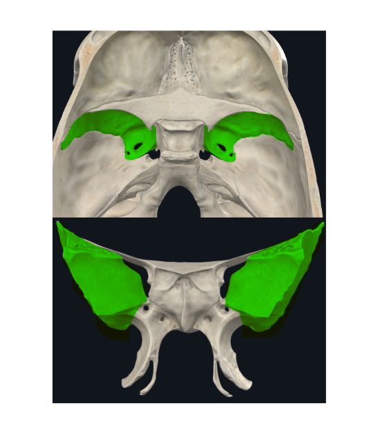 <p>Forma parte de las cavidades orbitarias y de la estructura exocraneal del cráneo</p><p>Articula con los parietales, temporales, occipital, cigomáticos y frontal</p>