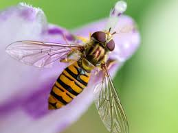 <p>hoverflies (zweefvliegen)</p>