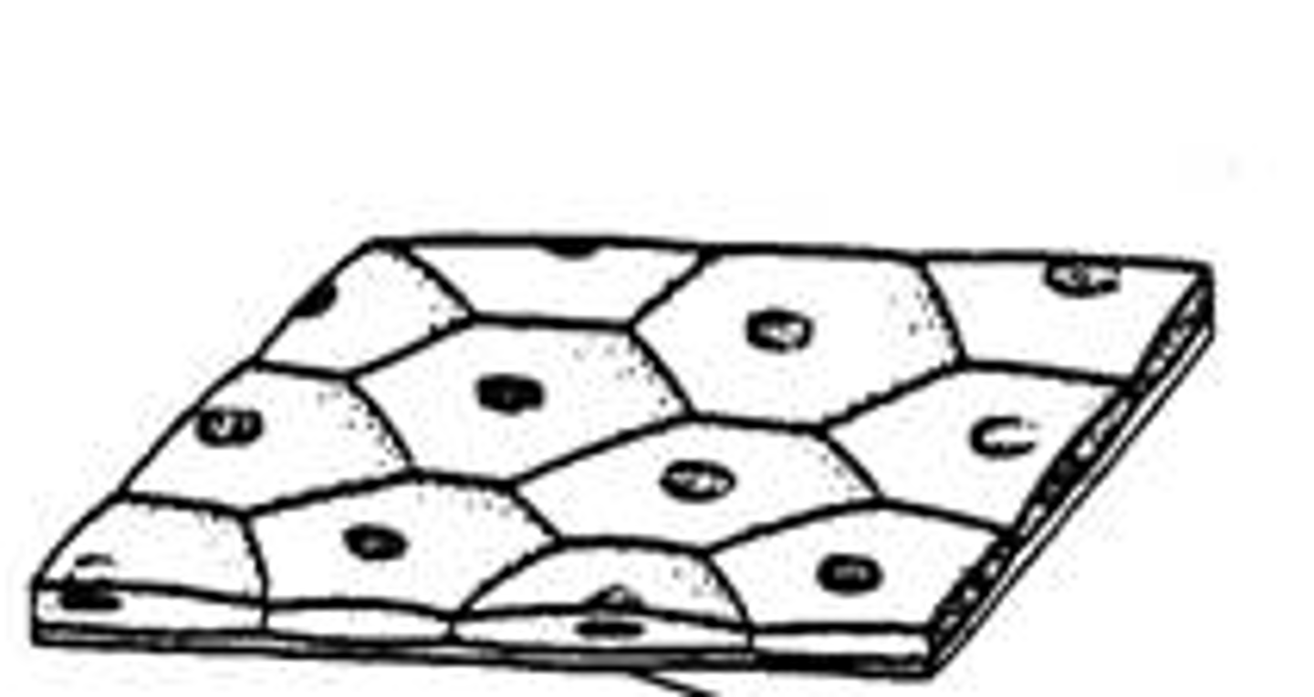 <p>single layer of cells</p>