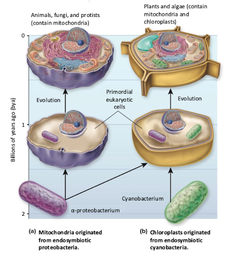 <ul><li><p>Eukaryotes engulfed bacteria at various points in time and of digesting them, they became stably incorporated into the cell over time</p></li><li><p>Analysis of genomes’ mitochondria and chloroplast help prove they are descendants of bacterial cells</p></li></ul><p></p>