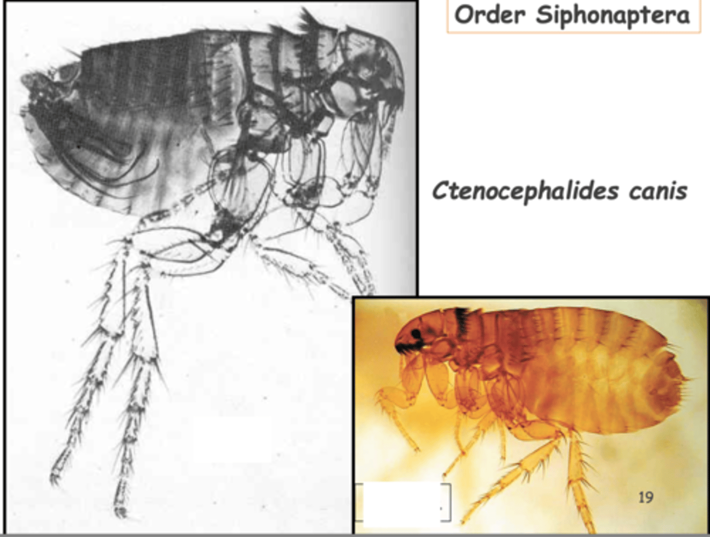 <p>which is the female?</p>