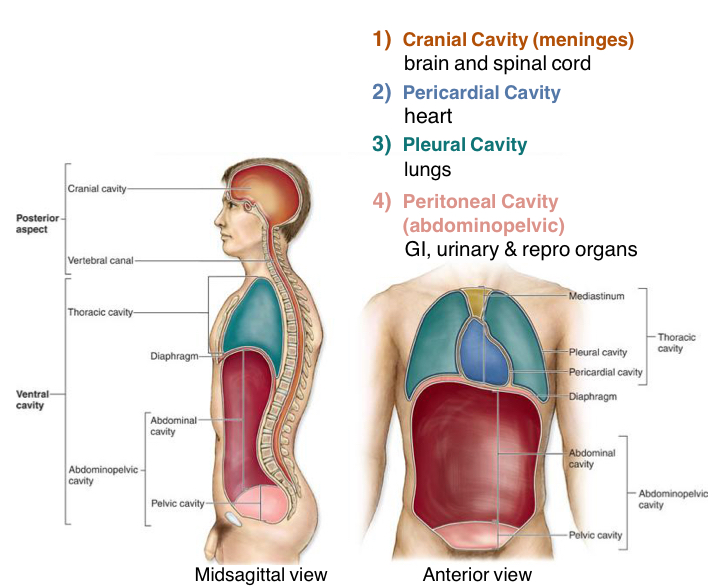 <p>Lungs Only</p>