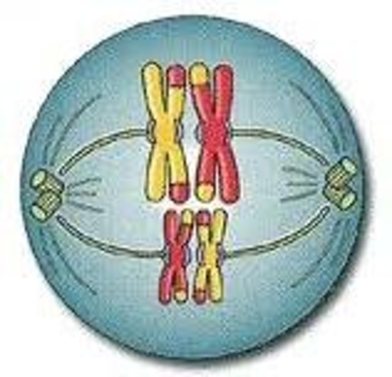 <p>Tetrads Align on Equator</p>