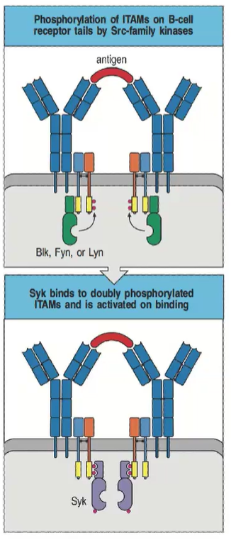 <ul><li><p>B cell ITAMs are phosphorylated by Src-family kinases (Blk, Fyn, Lyn).</p></li><li><p>B cells use Syk (not ZAP-70) for signaling.</p></li><li><p>Syk binds doubly phosphorylated ITAMs, activating downstream pathways.</p></li></ul><p></p>