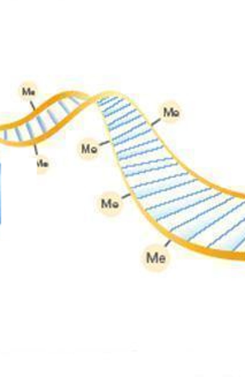 <p>Methyltransferase is the enzyme responsible for adding methyl groups to DNA. This prevents the expression of those genes.</p>