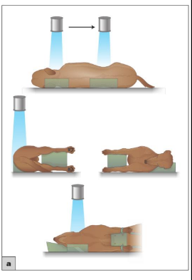 <ul><li><p>Entire spinal column straight from nose → pelvis&nbsp;</p></li><li><p>Place foam block under head &amp; neck to support head&nbsp;</p></li><li><p>Use form block between throacic limbs —&gt; ensure parallel to table&nbsp;</p></li><li><p>Support lumbar spine w/ wedge&nbsp;</p></li><li><p>Use foam block between pelvic limbs —&gt; parallel to table&nbsp;</p></li><li><p>Place wedge under sternum if needed&nbsp;</p></li></ul><p></p>