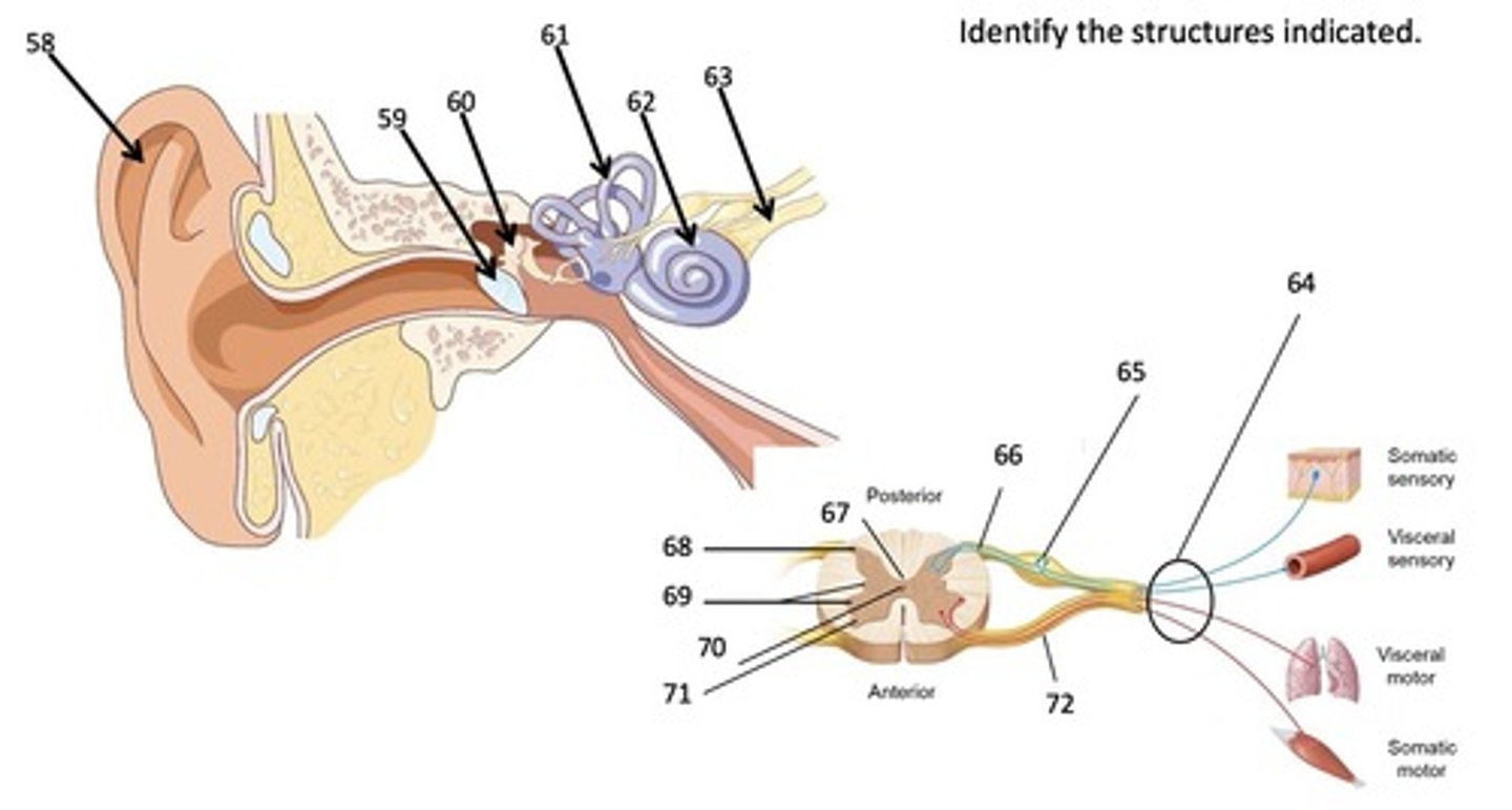 <p>What structure of the ear is represented by #63?</p>