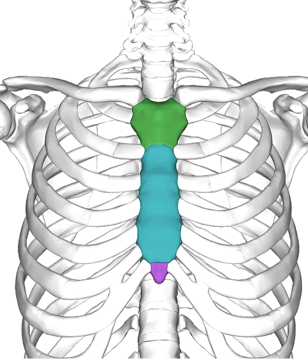 breastbone