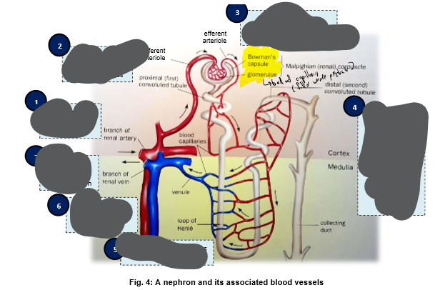 <p><span>How does blood flow through the nephron?</span></p>