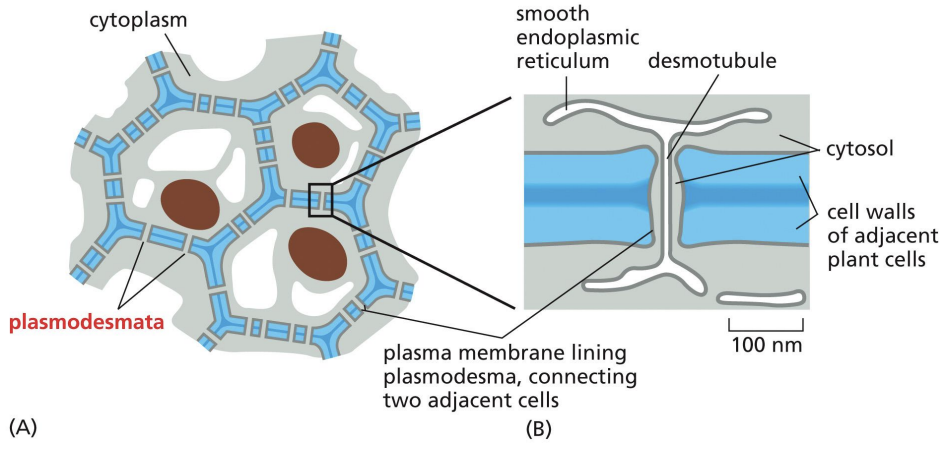 <p>Plants only have one class of intracellular junction = plasmodesmata, which act like gap junctions for cell to cell communication.</p><p></p><p>Plasmodesma = 20-40nm channel between two cells that contains desmotubule.</p>