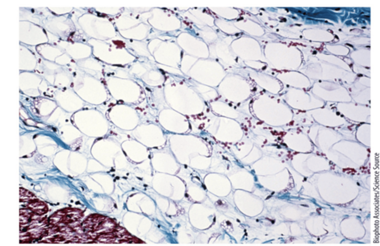 <p>Fats are for long-term (months) energy needs</p><p>- slow storage, transport, and breakdown. Highly reduced but poorly soluble</p>