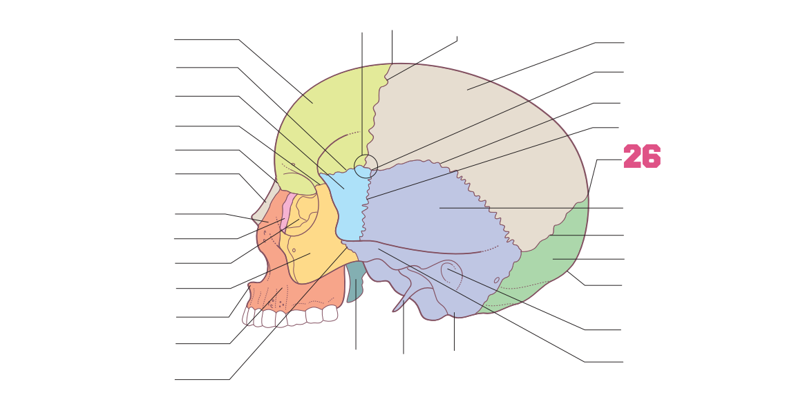 <p>26</p>