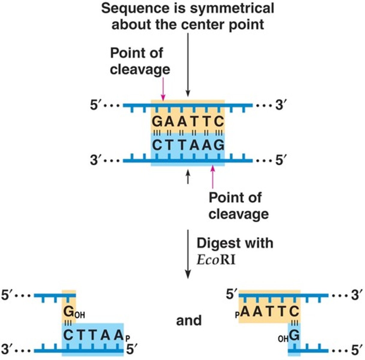 <p>A specific restriction enzyme named after Escherichia coli strain RY13.</p>