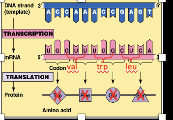 <p>Codons</p>
