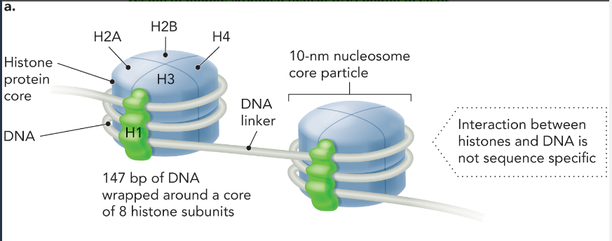 <ul><li><p>147 bp of DNA wrap around a core of 8 histone subunits to form a nucleosome (2x H2A, H2B, H4, and H1)</p></li><li><p>there is a DNA linker in between each nucleosome</p></li><li><p>each nucleosome is 10 nm</p></li><li><p>not sequence specific </p></li></ul><p></p>