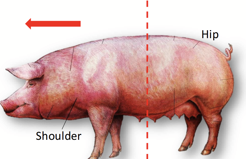 <p><strong>Towards the head.</strong></p><ul><li><p>A pig’s shoulder, relative to its hip (rump area)</p></li><li><p>Head, relative to the shoulder</p></li></ul><p></p>