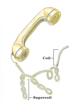 <p>tertiary- the double helix that is SUPERCOILED</p><p>quaternary- DNA wrapped around histone proteins/ thickness of the chromosome</p>