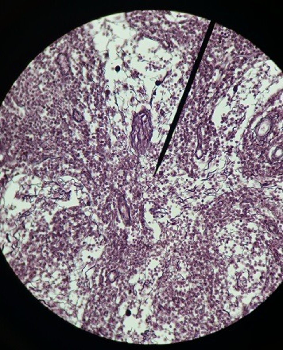 <p>Identify the tissue.</p>