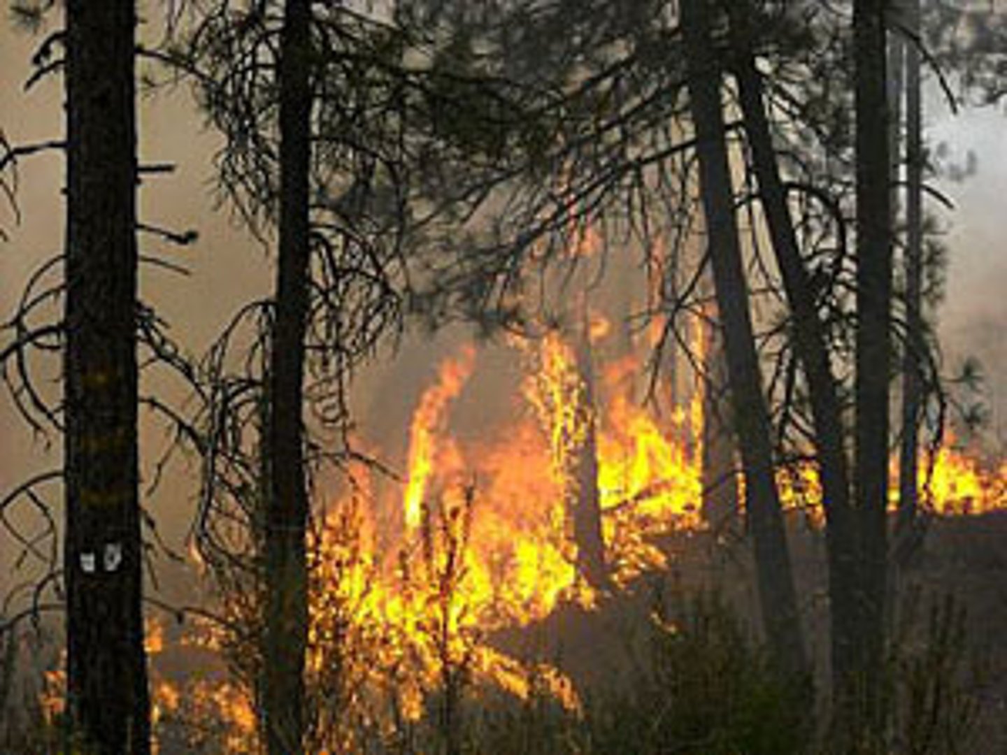 <p>Savannas suffer from wildfires, invasive species, sea level rise, tree clearing, desertification and climate change</p>