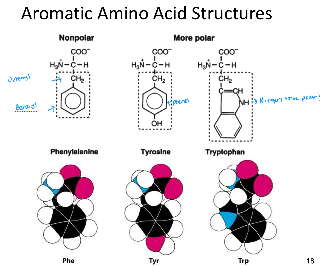 <ol><li><p>Phenylalanine (Nonpolar)</p></li><li><p>Tyrosine (polar)</p></li><li><p>Tryptophan (polar)</p></li></ol><p></p>