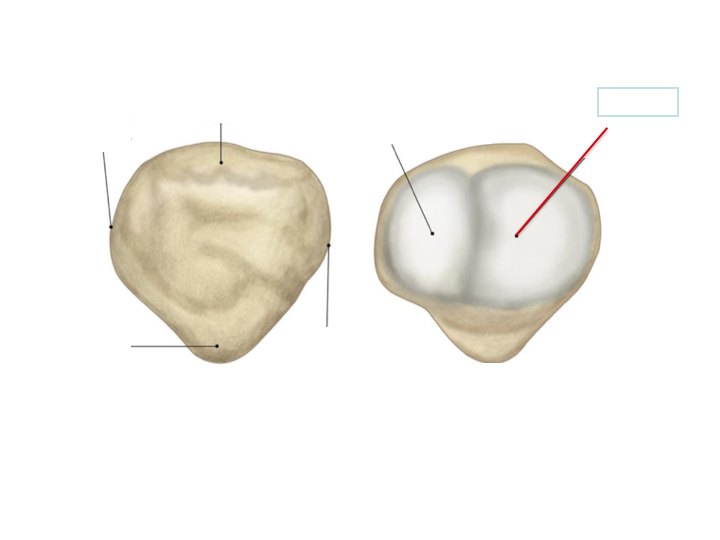 <p>Patella</p>