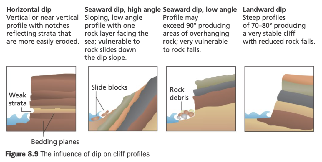 <p><strong><mark data-color="blue">Dip: </mark></strong>the angle the rock layer forms with the horizontal bedding plane. Bedding planes dip towards land or sea.</p><ul><li><p><strong>Seaward dips: </strong>Create gentler cliff profiles, vulnerable to mass movement like rockfall.</p></li><li><p><strong>Landward dips: </strong>Create steeper profiles, vulnerable to erosion processes like hydraulic actions + abrasion.</p></li></ul>