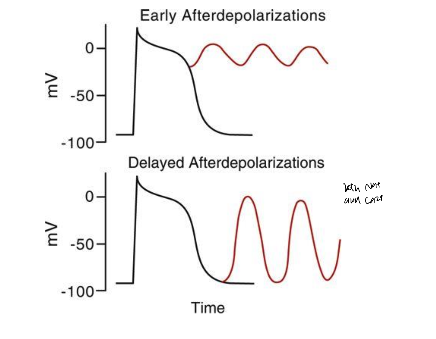 <ul><li><p>nonpacemaker cells can generate action potentials during abnormal times (phase 3 or 4)</p><ul><li><p>early afterdepolarization happens in phase 3 and occurs bc of the slow Ca2+ influx (since Na+ channels are inactive here)</p></li><li><p>delayed afterdepolarization happens later in phase 3/early phase 4</p></li></ul></li></ul><p></p>