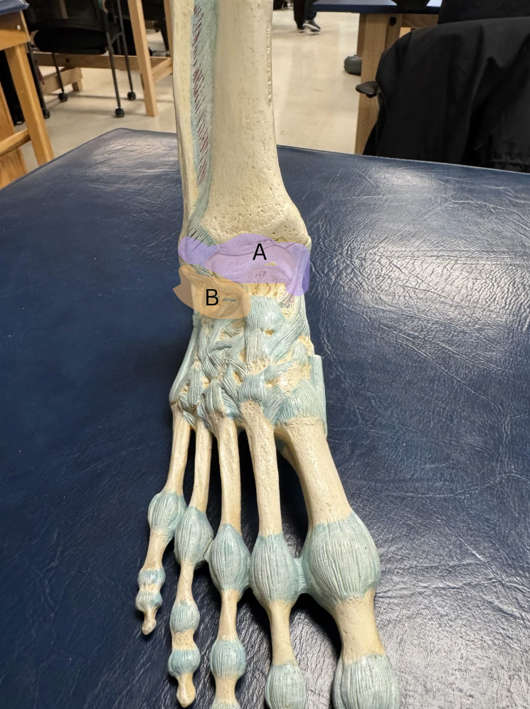 <p>Label the two joints A and B, and what movements they do.</p>
