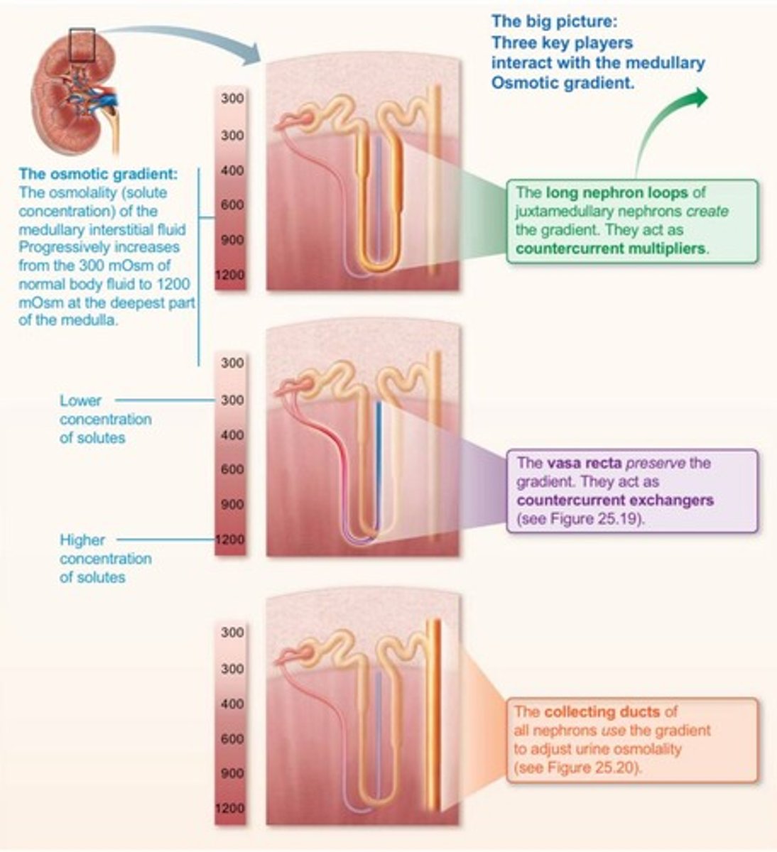 <p>The established medullary osmotic gradient.</p>