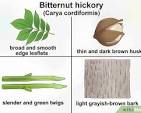 <ul><li><p><strong>Buds:</strong> The most reliable identification feature is the bright yellow, elongated buds that are present from mid-summer to early spring.<span>&nbsp;</span></p></li><li><p><strong>Leaves:</strong> Bitternut hickory leaves are <span>pinnately compound,</span> meaning they have multiple leaflets attached to a central stalk. They typically have 7-11 narrow, toothed leaflets that are bright green and turn golden yellow in autumn.<span>&nbsp;</span></p></li><li><p><strong>Bark:</strong> The bark is light gray to silvery gray and develops a network of small ridges as the tree matures.<span>&nbsp;</span></p></li><li><p><strong>Nuts:</strong> The nuts are small, almost round with a sharply pointed tip, and are enclosed in a thin, scaly husk that splits about halfway down. The kernel is bitter, hence the name "bitternut".<span>&nbsp;</span></p></li><li><p><strong>Habitat:</strong> Bitternut hickory is commonly found in rich, moist woods, and along stream banks.<span>&nbsp;</span></p></li><li><p><strong>Twigs</strong>: Twigs are slender and green, and have distinctive yellow buds.<span>&nbsp;</span></p></li><li><p><strong>Bark</strong>: Bark is light grayish-brown, and does not split deeply enough to flake.<span>&nbsp;</span></p></li></ul><p><br></p>
