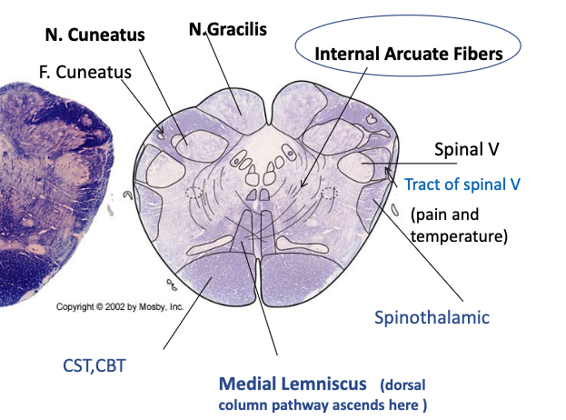 <p>caudal medulla via internal arcuate fibers to form the medial lemniscus</p>