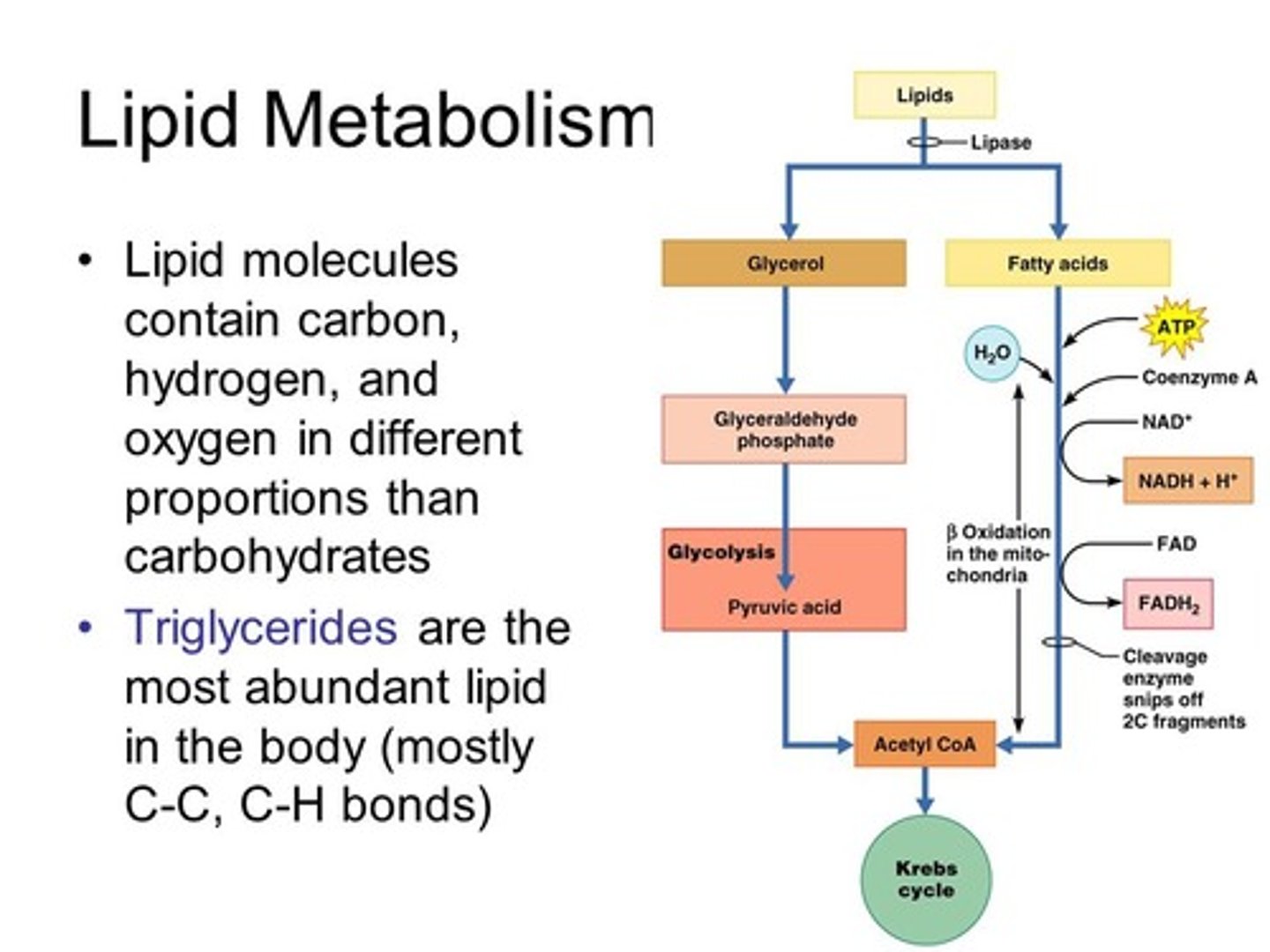 <p>(A) glycolysis, beta-oxidation</p><p>Triacylglyceride molecules can be broken down into glycerol and fatty acids. Glycerol can be broken down for use as energy via glycolysis and fatty acid chains can be broken down for use as energy via beta-oxidation.</p><p>Struggling to memorize the metabolic pathways (such as glycolysis and beta-oxidation)? Learn them like the back of your hand using Andrew's Metabolic Pathways Mastery Course @ https://mcatselfprep.com/course/andrews-metabolic-pathways-mastery-course/</p>