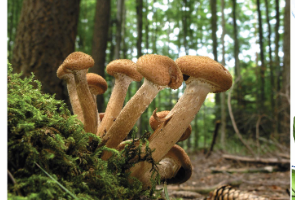 <ul><li><p>50,000 species</p></li><li><p>club-like basidium = club fungus</p></li><li><p>fruiting body = basidiocarp</p></li><li><p>important decomposer of wood and plant materials (decoming lignin/trees)</p></li><li><p>Ex: mushrooms, puffballs, shelf fungi</p></li></ul><p></p>