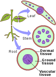 ➪𝙇𝙚𝙖𝙛 (performs photosynthesis & provides food)
➪ 𝙎𝙩𝙚𝙢 (supports the plant and transports food and water)
➪𝙧𝙤𝙤𝙩 (collects water and anchors the plant)
➪𝙛𝙡𝙤𝙬𝙚𝙧 (involved in reproduction - found in many but not all plants)