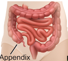 Body parts left behind that used to have important functions in common ancestors but are now useless

Example: The appendix is a structure important in digestion in most mammals, but has no use in humans