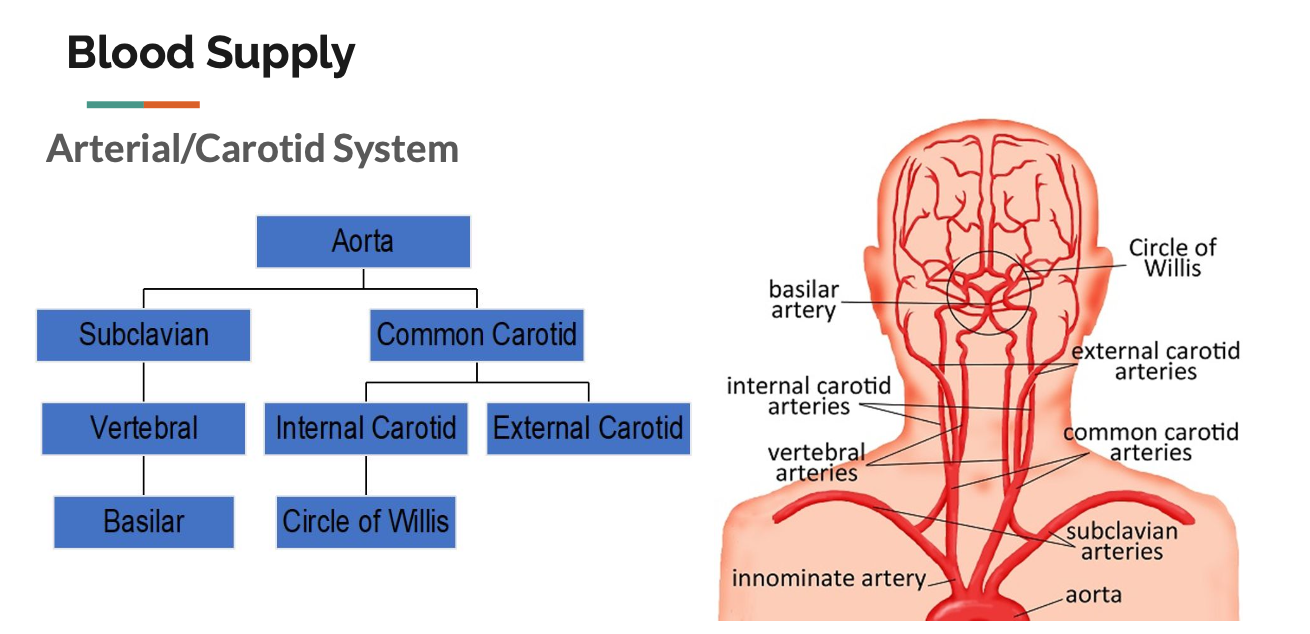 <p>Blood Supply in the Brain </p>