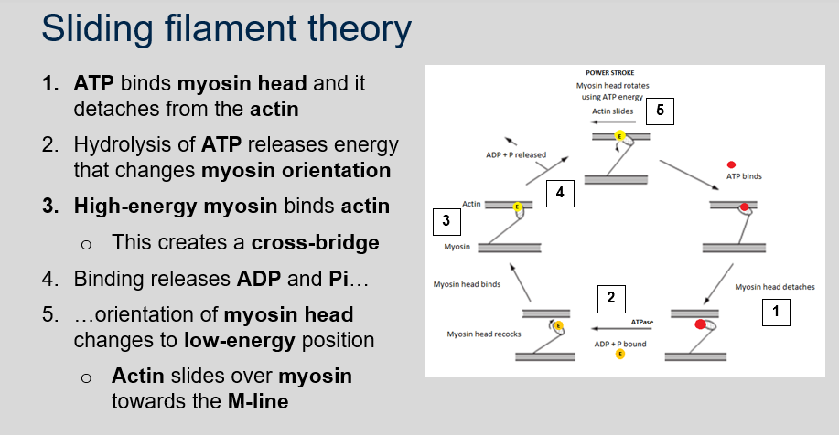 <p>The sliding filament theory is the explanation for how muscle contraction occurs at the molecular level. According to this theory:</p><ol><li><p>When ATP binds to myosin head, it detaches from the actin.</p></li><li><p>Hydrolysis of ATP releases energy that changes myosin orientation to high-energy position.</p></li><li><p>High-energy myosin binds to actin and creates a cross-bridge.</p></li><li><p>Binding releases ADP and Pi and orientation of myosin head changes to low-energy position.</p></li><li><p>Actin slides over myosin towards the M-line.</p></li><li><p>Binding of ATP breaks cross-bridges and the cycle can repeat if Ca2+ is still present.</p></li></ol>