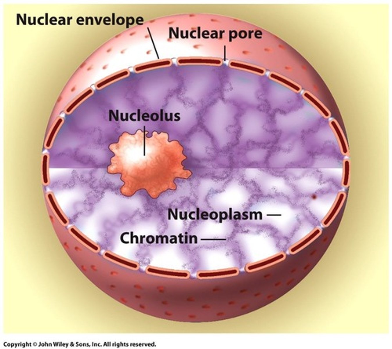 <p>Site where transcription occurs in eukaryotic cells.</p>