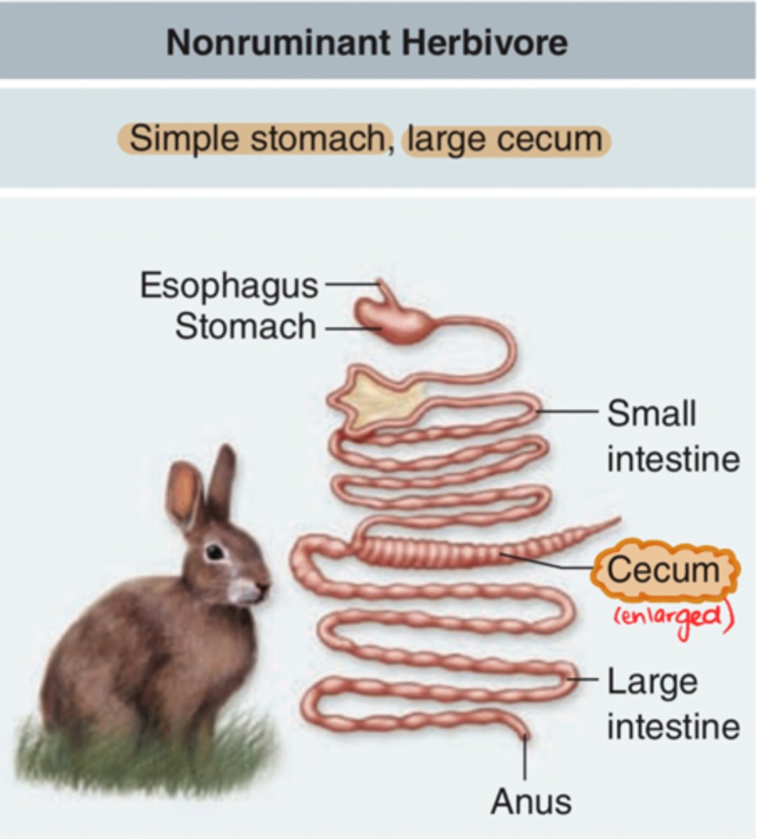 <p>say the place and the way something happens</p><p>Can you ~ to get there?</p><p>He ~ to fix it.</p><p>She ~ the accident happened.</p>