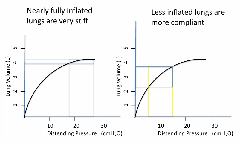 <p>-where you are on the curve (i.e. how inflated the lungs are)</p>