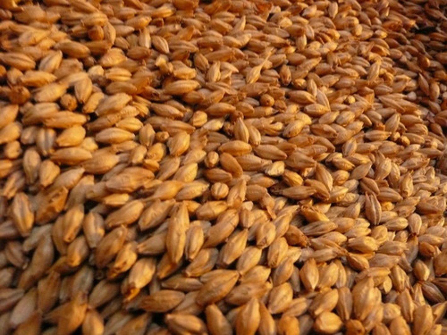 <p>lúa mạch</p>