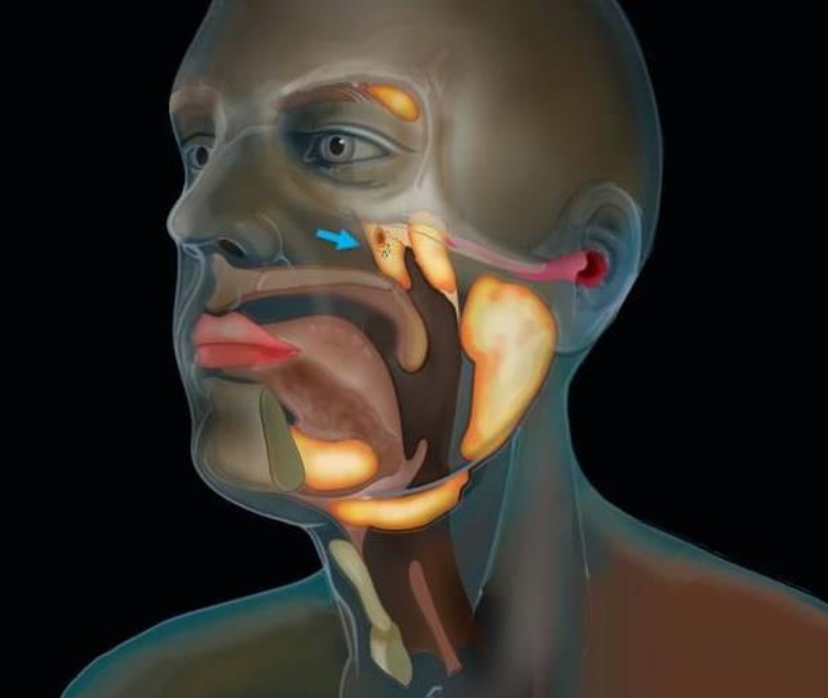 Tubarial glands