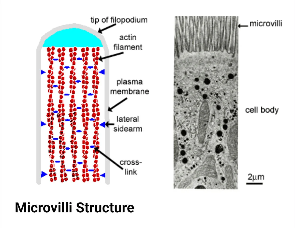 <p>Bundles of microfilaments</p>