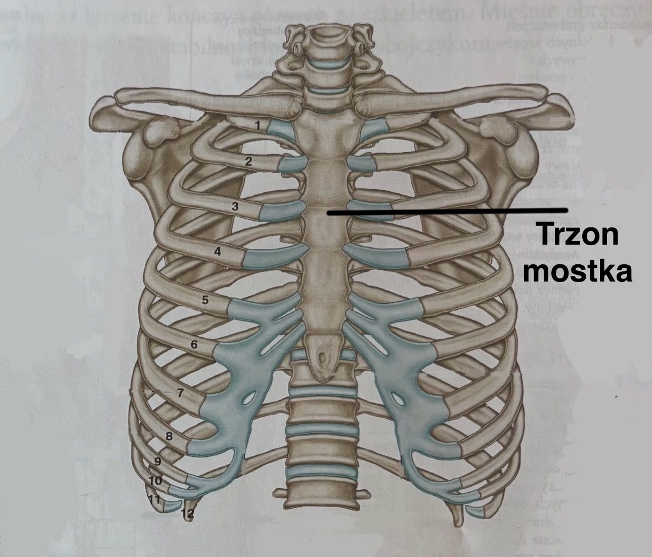 <p>Corpus sterni</p><p>Na przedniej powierzchni mostka znajdują się trzy poprzeczne grzebienie, świadczące o tym, że trzon powstał ze scalenia się czterech oddzielnych kości</p>
